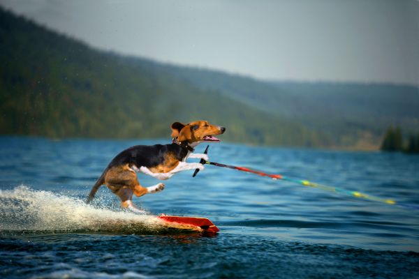 Water Ski